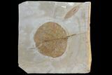 Detailed Fossil Leaf (Zizyphoides) - Montana #80792-1